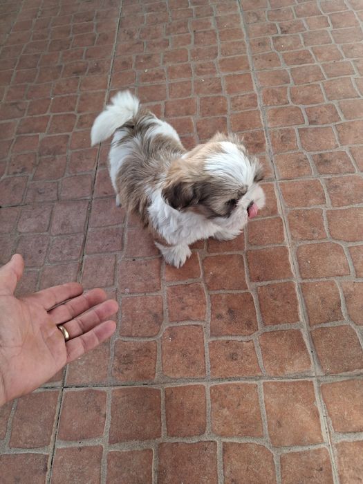 Shih tzu ( fêmea)