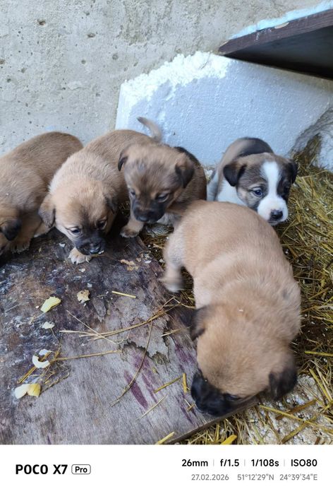 Собаки безкоштовно