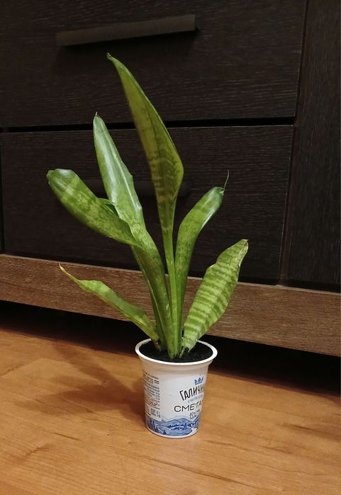 Тещин язик Щучий хвіст Сансевієрія