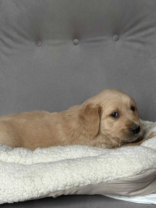 Pies Golden Retriever – złoty gotowy do odbioru