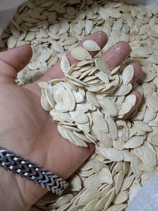 Продам насіння гарбуза сорт Українка багатоплідна