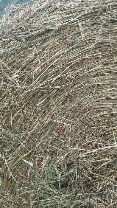 Sprzedam siano i sianokiszonkę