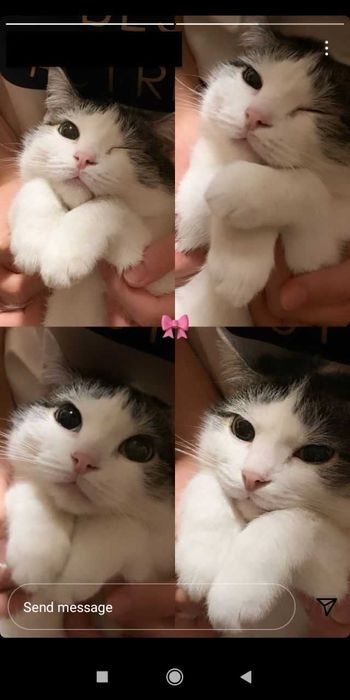 Стерилізована,  дуже ласкава киця шукає дім