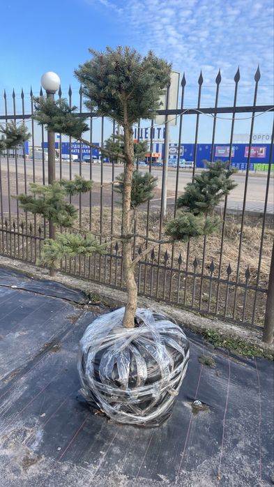 Дерево Бонсай садовий Нівакі