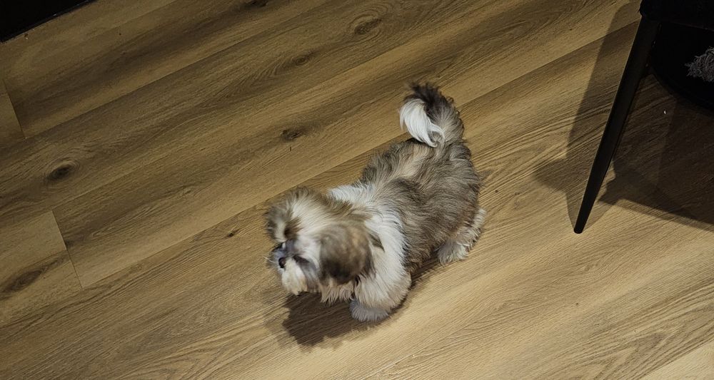 Shih tzu ostatni piesek