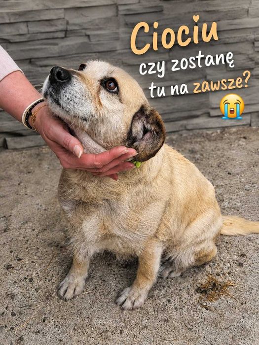 Daisy – mały aniołek po przejściach szuka domu