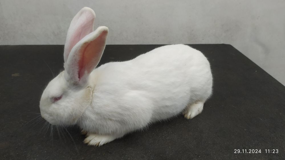 Кролі термони білі різного віку.