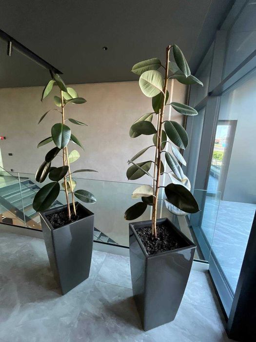 Фікус каучуковий 1.5м 2 шт в наявності