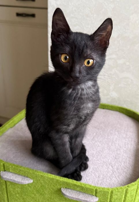 Кошеня  чорний дим