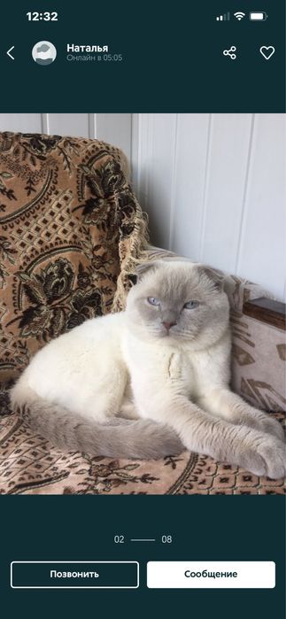 Вязка скоттиш - фолд !