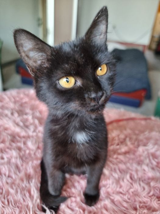 Маленька чорна киця шукає родину