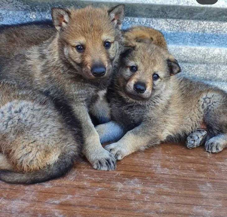 Cão Lobo Checoslovaco Fêmea