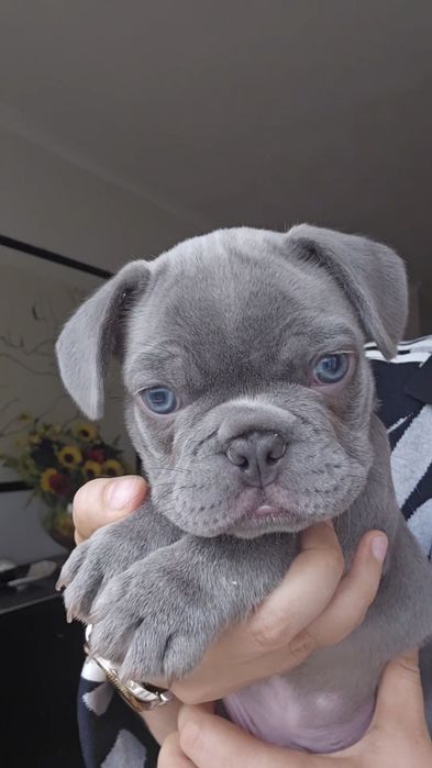 Bulldog francês Lilac