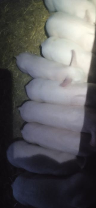 Продам маленьких поросят