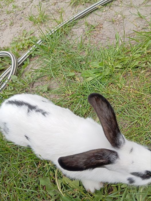 Кролі молоді домашні