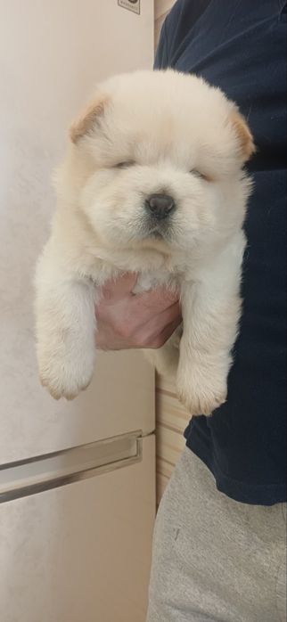 Чау чау,дівчатка та хлопчики,КСУ FCI