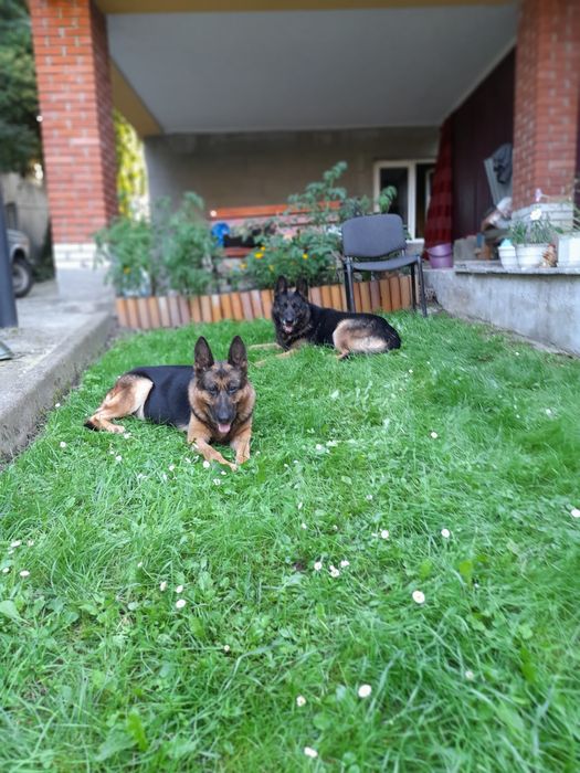 Німецька  вівчарка