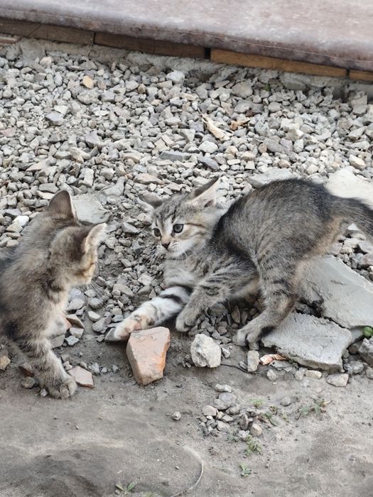 Віддам в хороші руки кошеня
