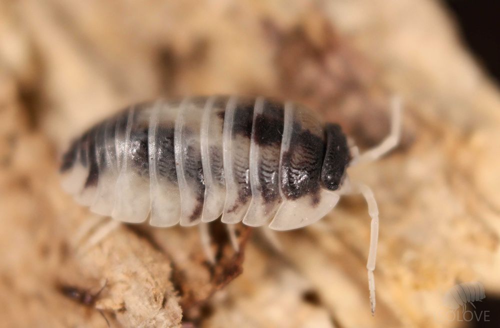 Armadillidium nasatum "dalmatian" kulanki, równonogi, isopoda