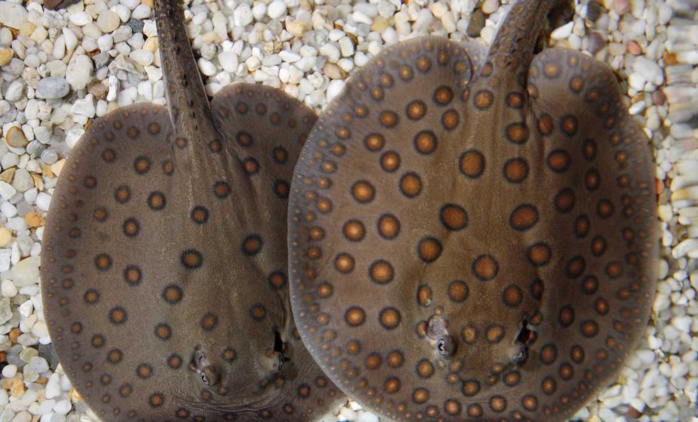 Płaszczka motoro - Płaszczka plamista - SAMICE