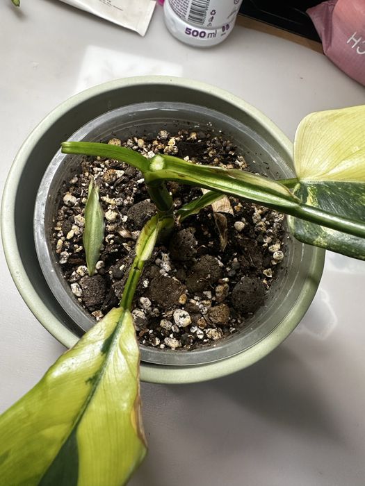 Philodendron Violin