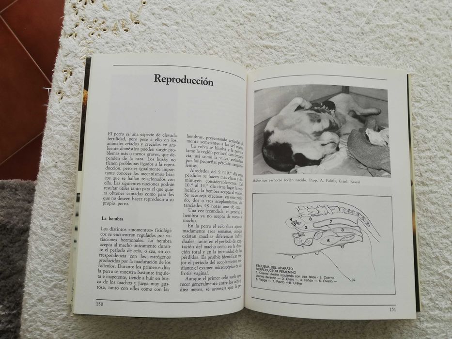 Livro do  Husky Siberiano