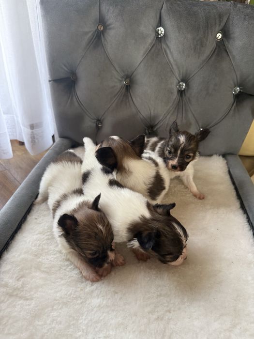 Papillon szczeniak suczka spaniel kontynentalny miniaturowy