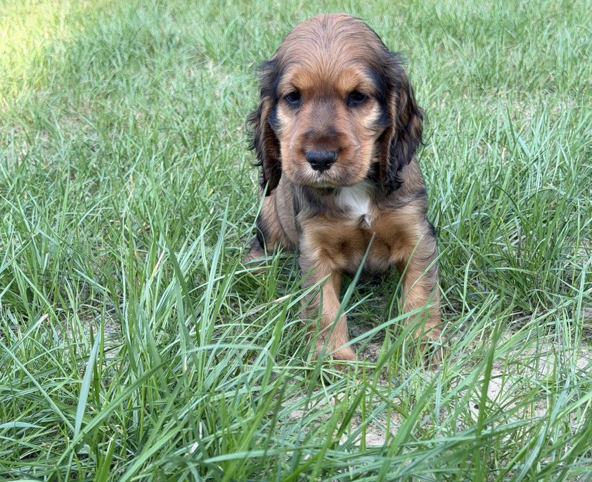 Śliczne cocker spaniele