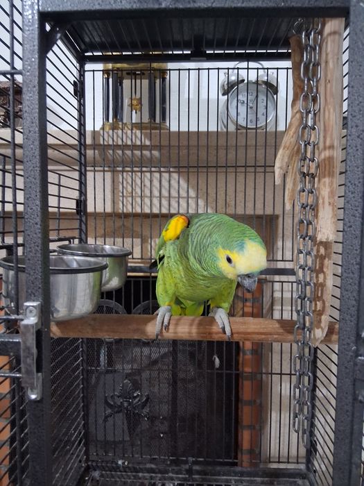 Papagaio amazonas aestivas