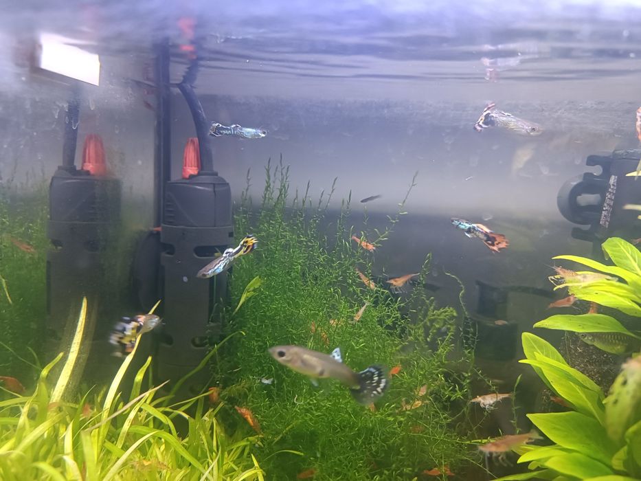 Głupiki samiczki samce