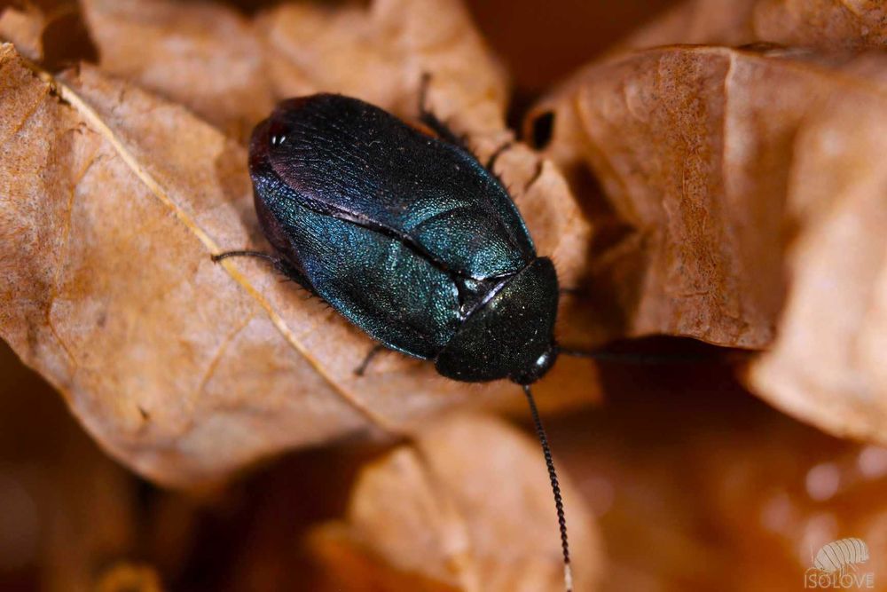 Eucorydia yasumatsui, piękne niebieskie karaczany, ozdobne, błyszczące