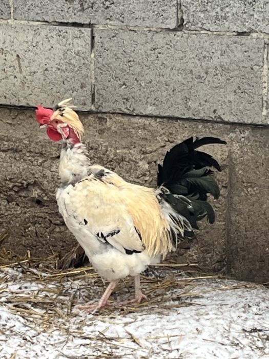 Sprzedam mlode kogutki