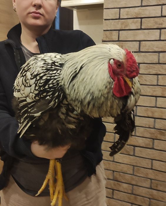 Півень Віандот срібло