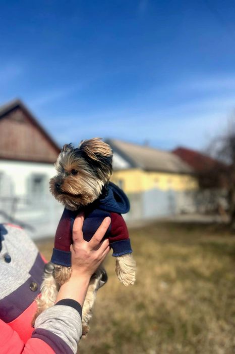 Вязка минни-Йорка