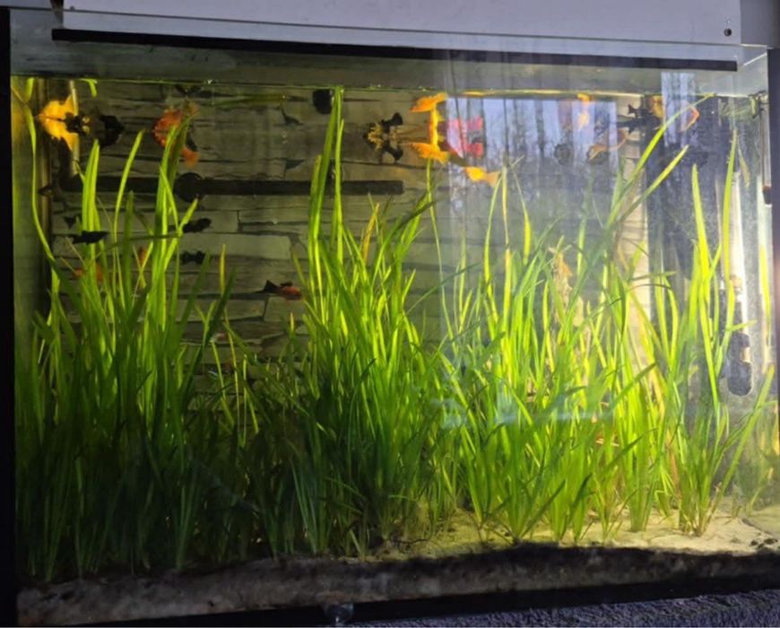 Nurzaniec-roślinka akwariowa