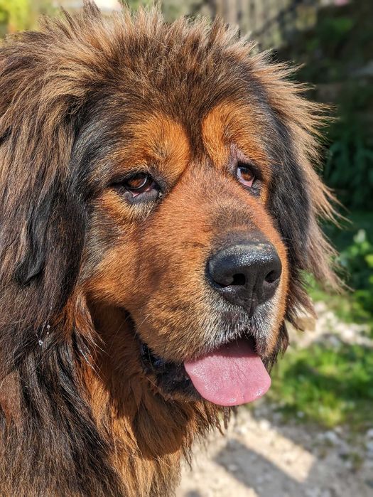Mastim Tibetano cachorro