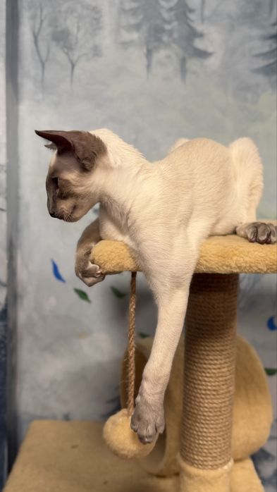 Siamese, сіамський кіт Jazz