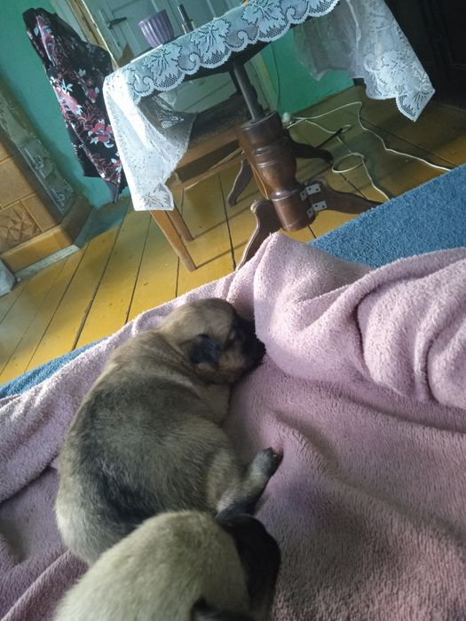 Oddam pieski   za darmo