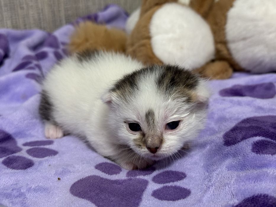 Вислоухий котик