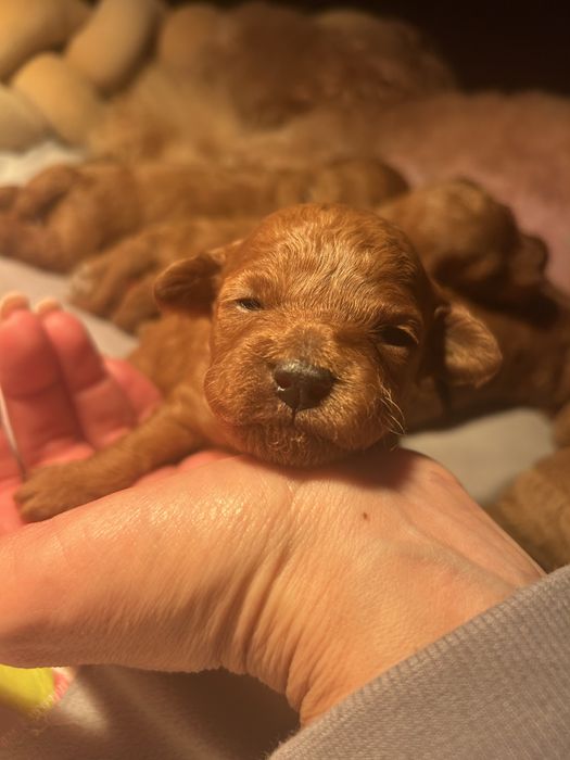 Pudel miniaturowy/toy