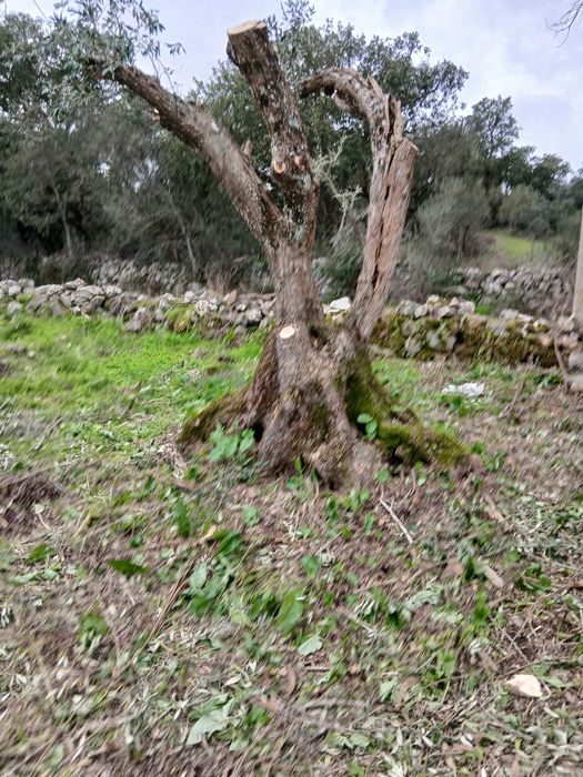 Oliveiras centenárias