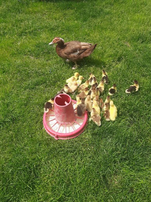 Мускусні каченята,шипуни