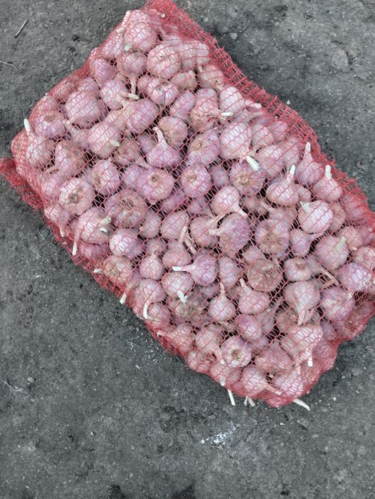 Продам чеснок2025