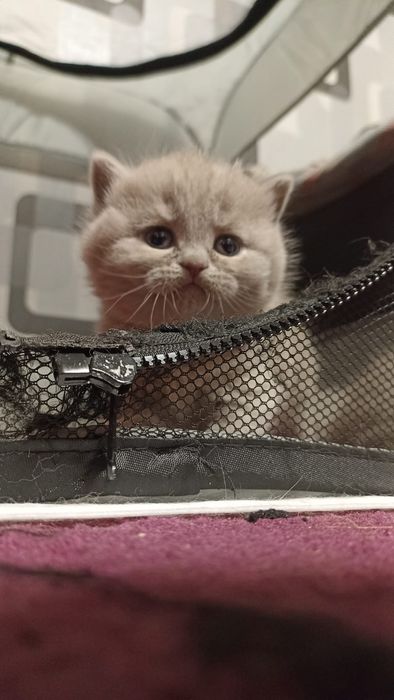 Kotka brytyjska niebieska