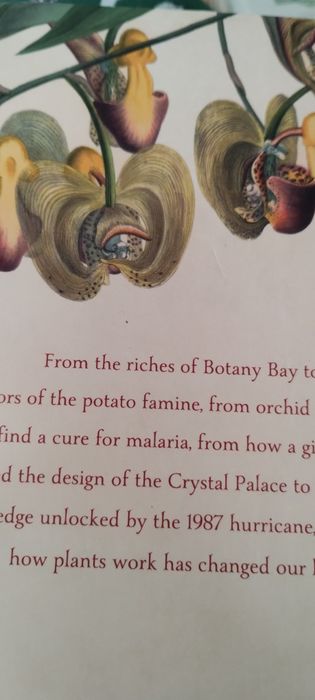 Plants from roots to Riche Willis, Fry Murray KEW Garden ogród rośliny angielski