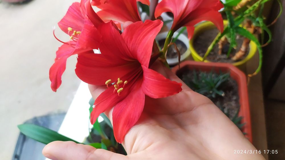 Продам квартирну лилию