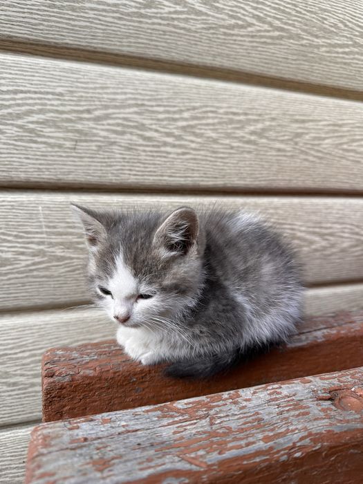 Котики, кошенята