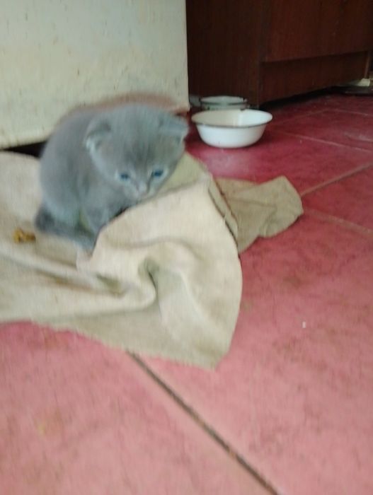 Котята (две девочки)