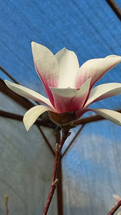 Магнолія Сенсація Дафні Рустік Альба Сетісфекшн Джені Вулкан Клеопатра