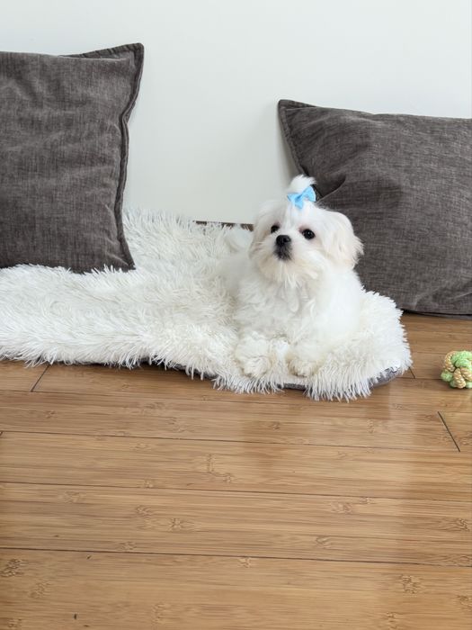 Maltańczyk komplet szczepień piesek Szafir